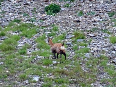 Chamois femelle appelée Chèvre 