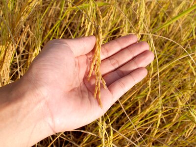 Botany cereal cereal plant