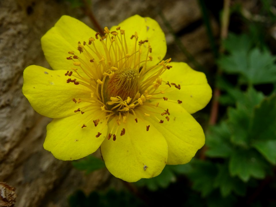 Benoîte rampante, Geum reptans, Rosacées 