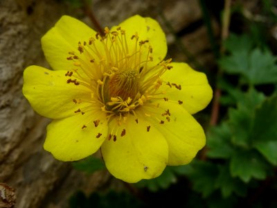 Benoîte rampante, Geum reptans, Rosacées 