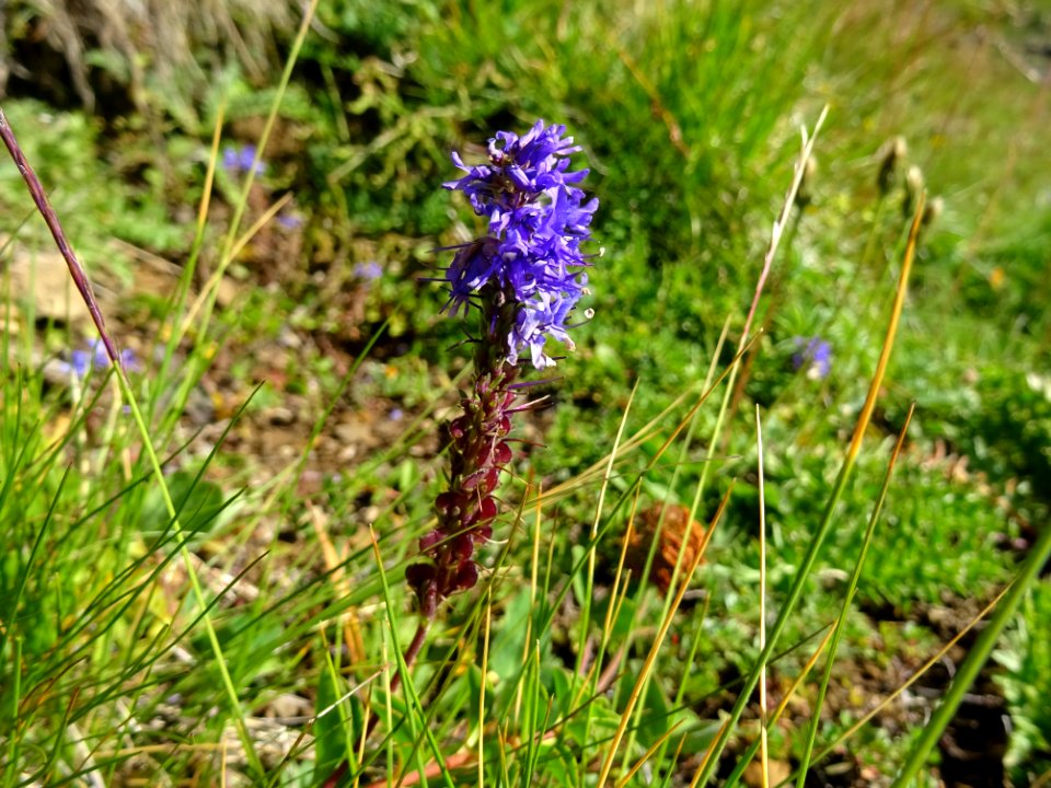 Véronique d'Allioni, Veronica allionii, Plantaginacées 