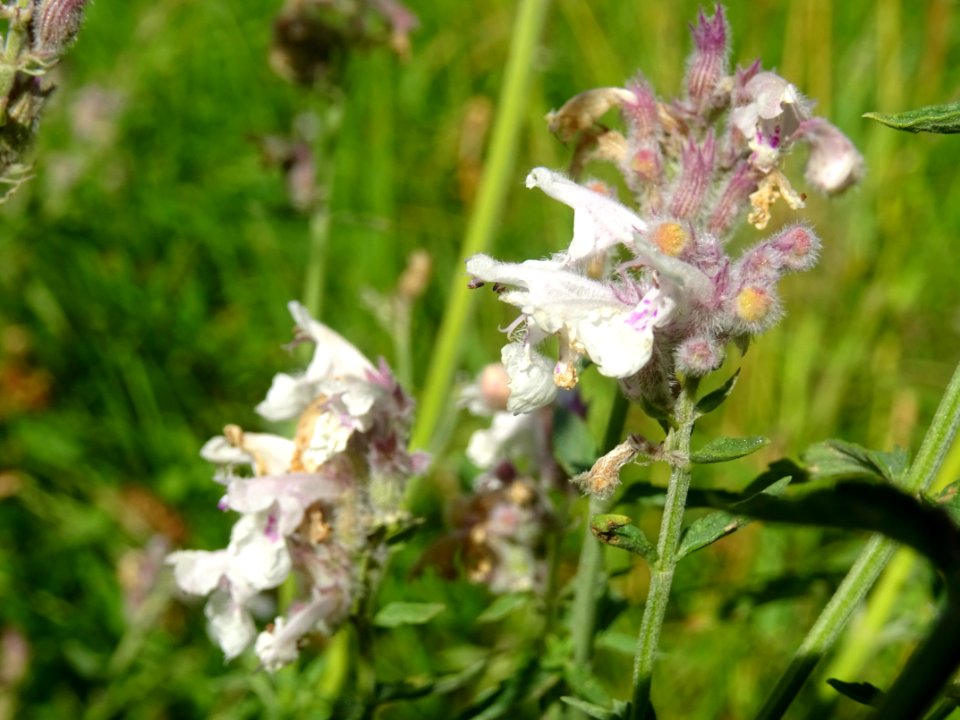Népéta à feuilles lancéolées, Nepeta nepetella, Lamiacées 