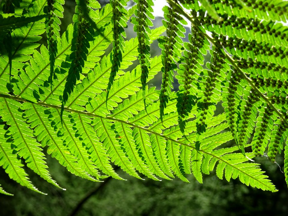 Fougère mâle ou Dryoptère fougère-mâle, Dryopteris filix-m… 