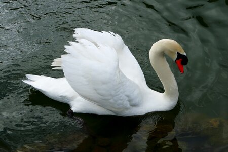 Water lake bird