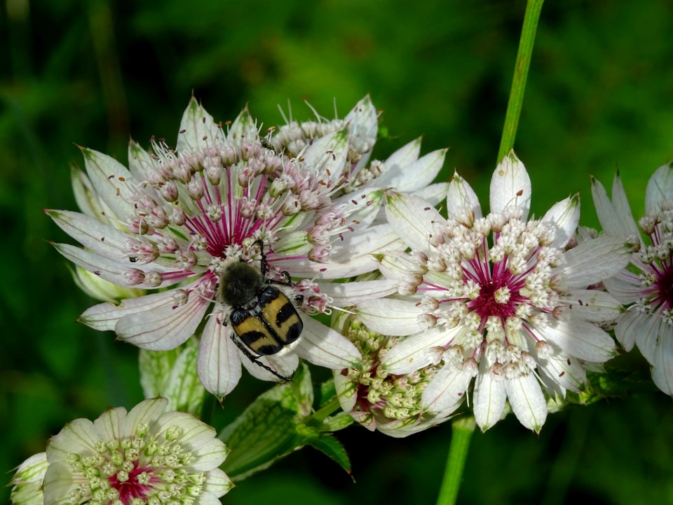 Grande Astrance, Astrantia major, Apiacées 