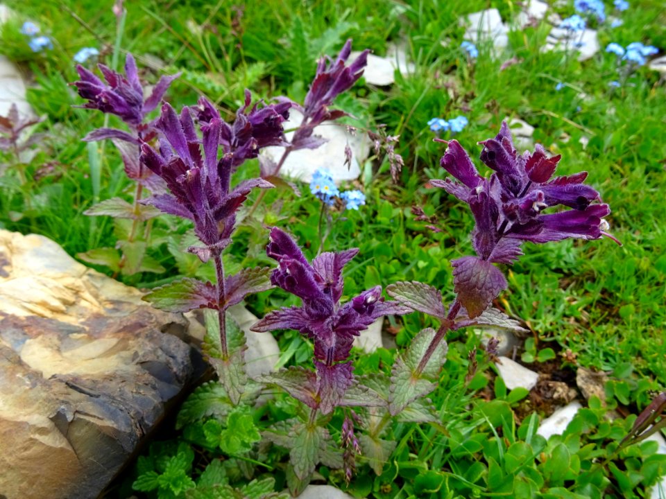 Bartsie des Alpes, Bartsia alpina, Orobanchacées 