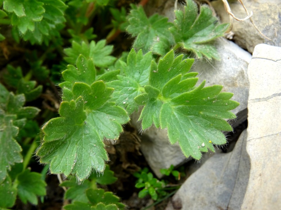Benoîte rampante, Geum reptans, Rosacées 