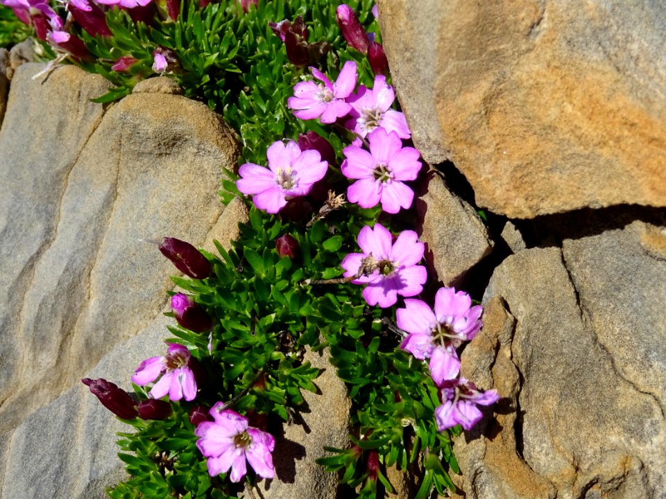 Silène acaule, Silene acaulis, Caryophyllacées 