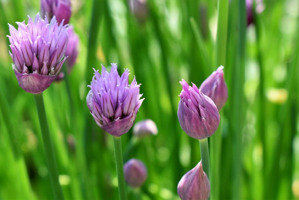 Purple nature plant photo