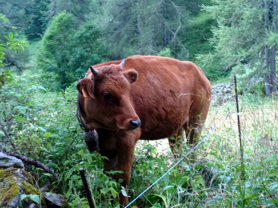 Vache près du hameau Le Serre, dans le vallon du Rabioux 