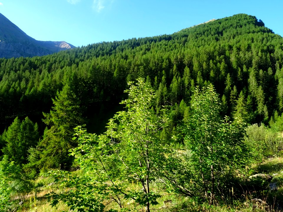 Tête de la Cabane couverte de mélèzes 