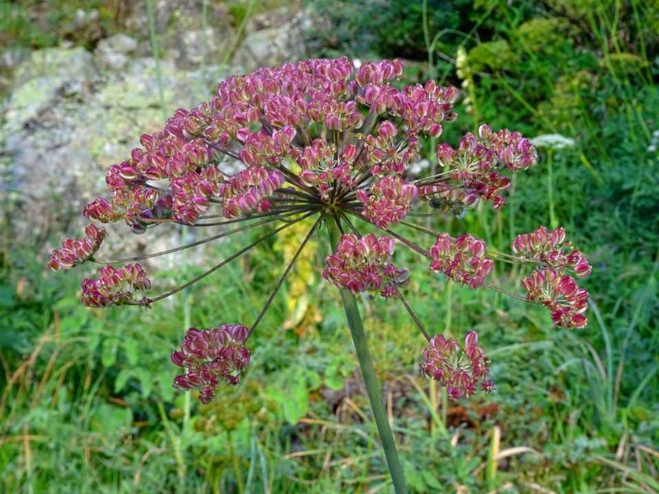 Laser à feuilles larges, Laserpitium latifolium, Apiacées 