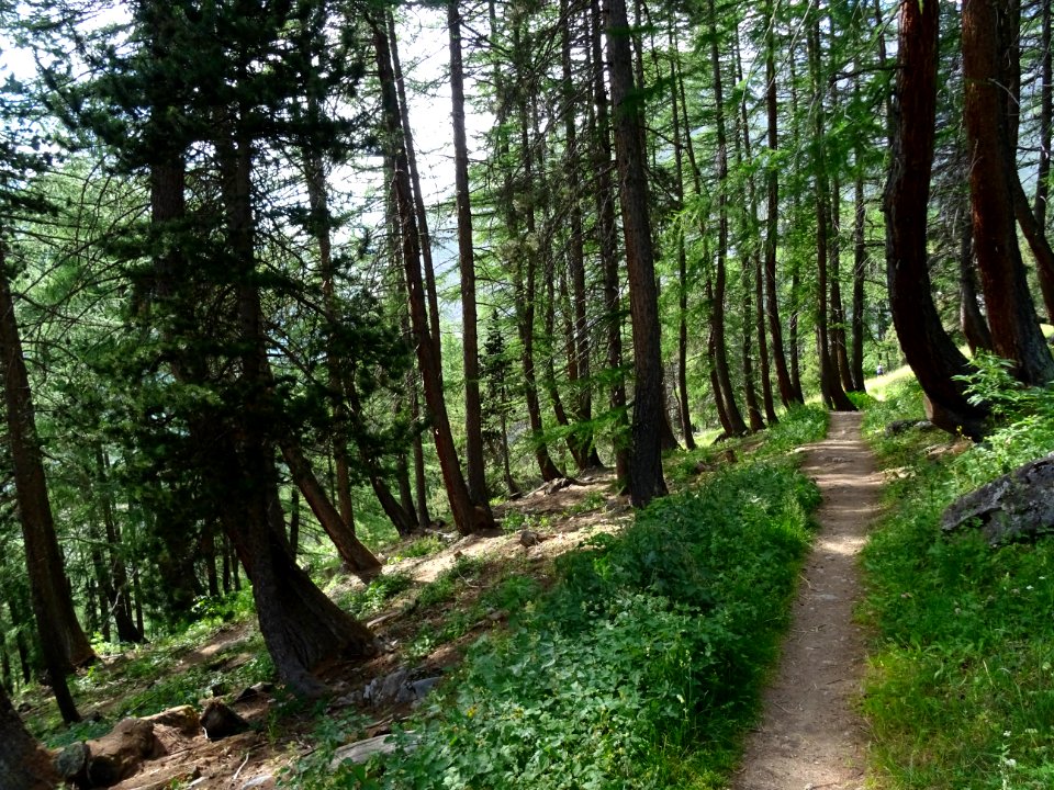 Descente tranquille à travers le mélezin 