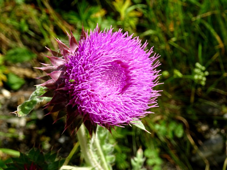 Chardon penché, Carduus nutans, Astéracées 