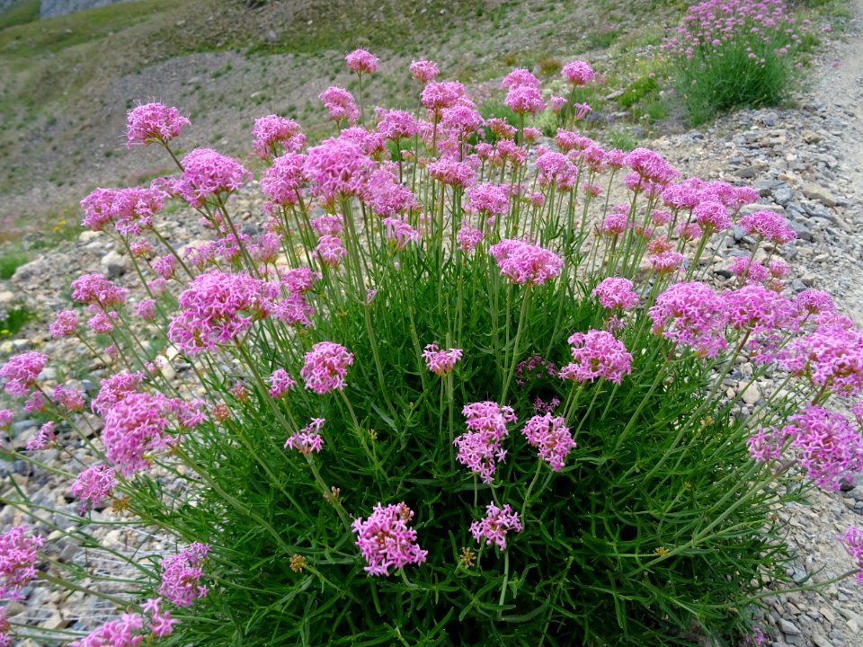 Centranthe à feuilles étroites, Centranthus angustifolius,… 
