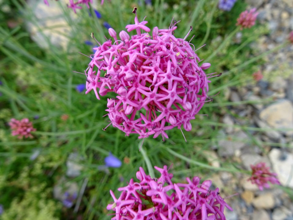 Centranthe à feuilles étroites, Centranthus angustifolius,… 