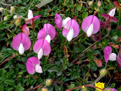 Bugrane à crête ou Bugrane du mont Cenis, Ononis cristata,… 