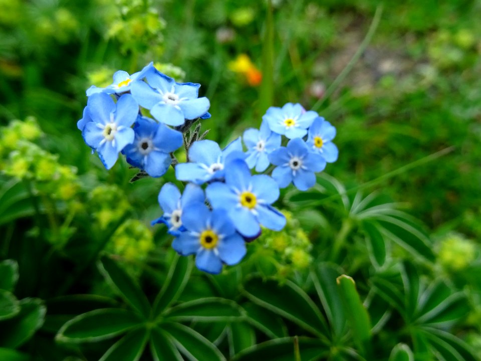 Myosotis alpestre, Myosotis alpestris, Boraginacées 