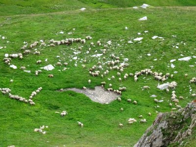 Au-dessus du troupeau de moutons 