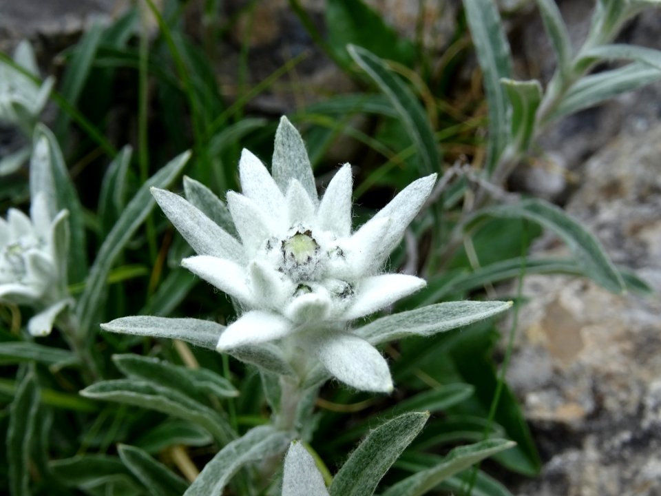Edelweiss, Leontopodium nivale, Astéracées 