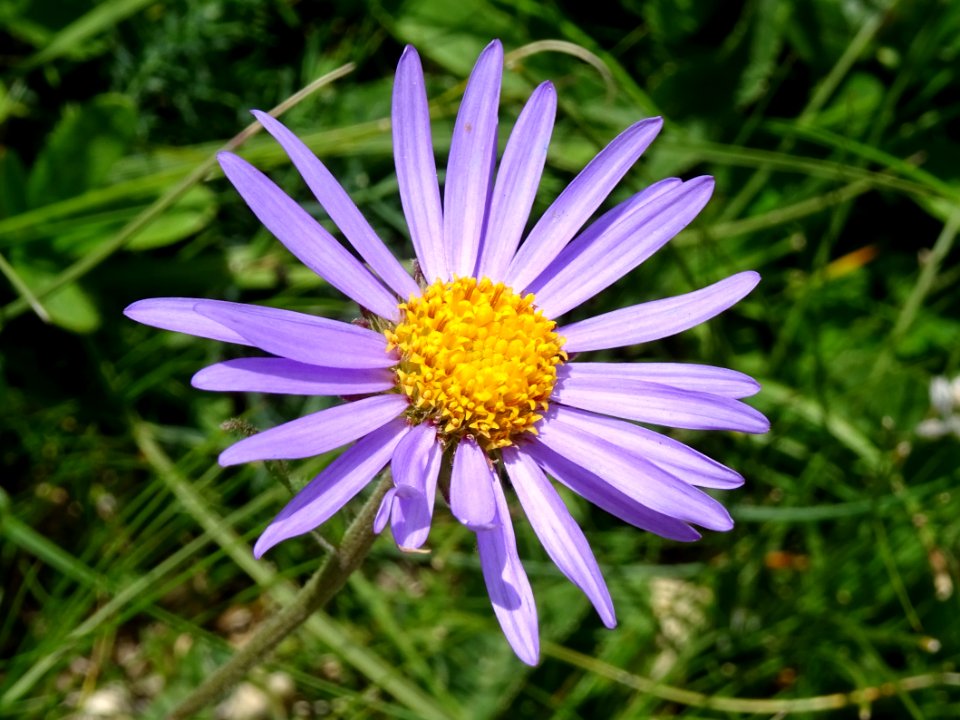 Aster des Alpes, Aster alpinus, Astéracées 