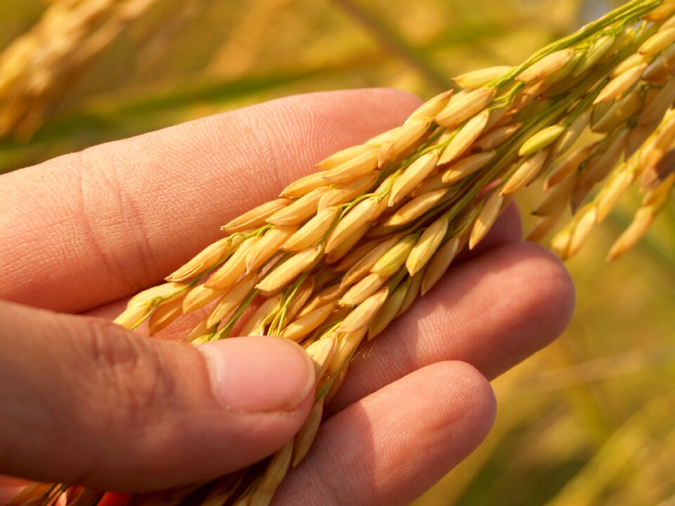 Botany cereal cereal plant