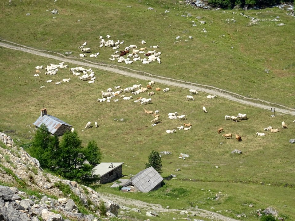 La chapelle et le troupeau, vu d'en haut 