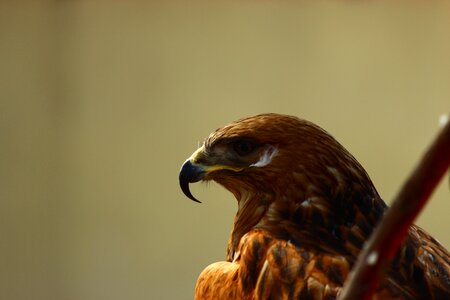 Po-faced bird khan nazar