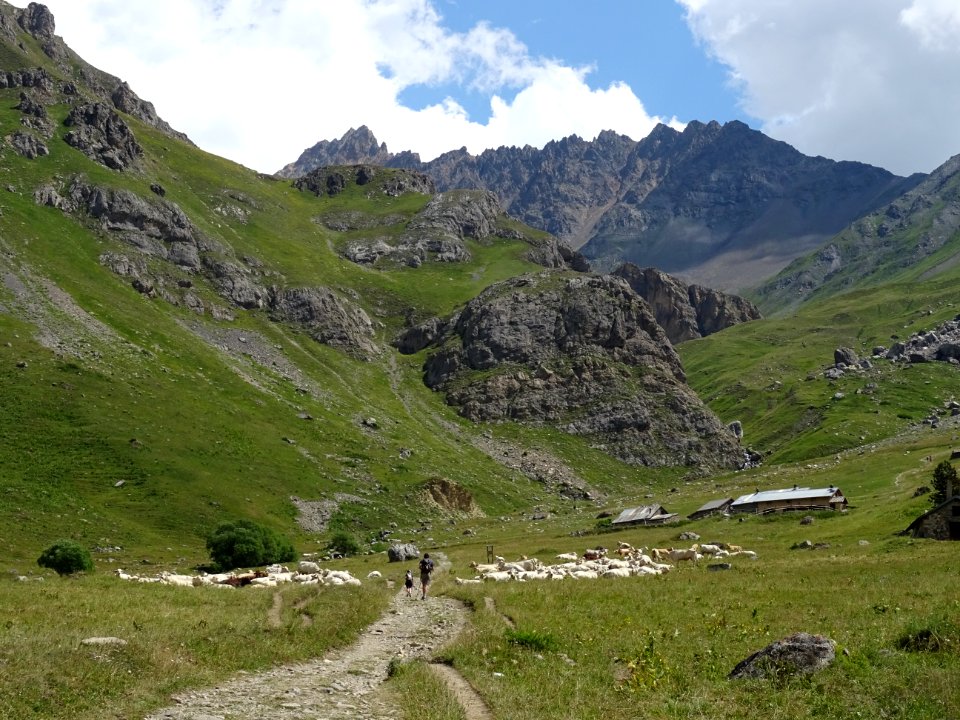Troupeau dans le vallon de l'Alpe du Lauzet 