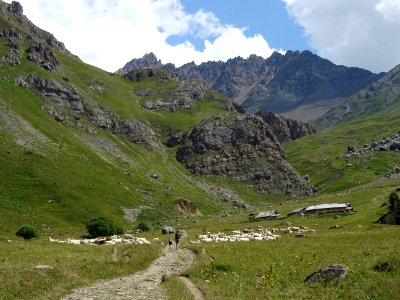 Troupeau dans le vallon de l'Alpe du Lauzet 