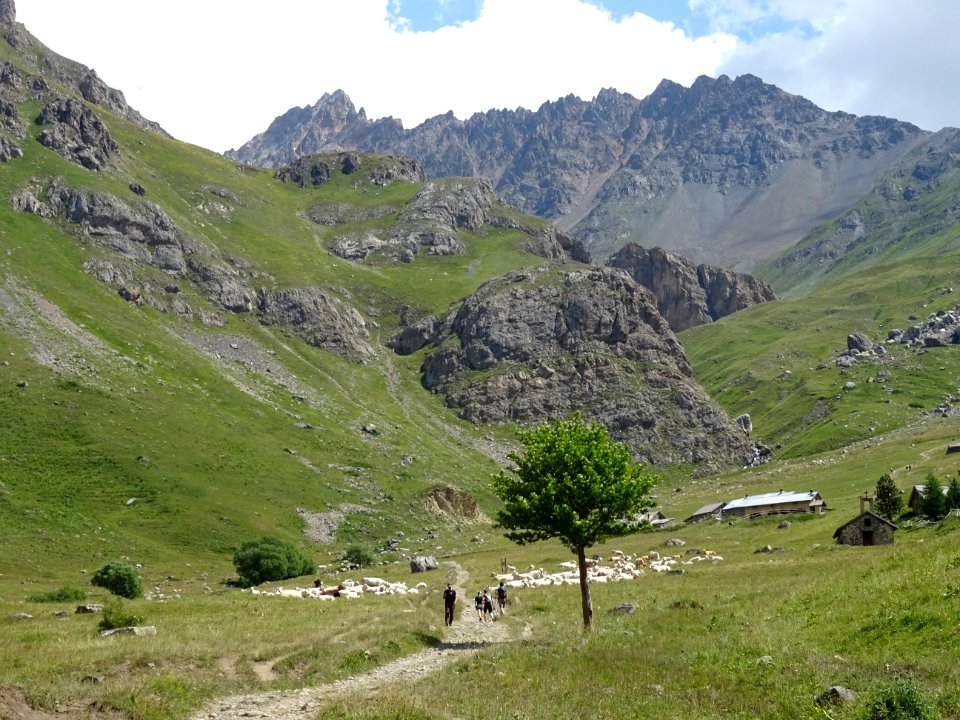 Troupeau dans le vallon de l'Alpe du Lauzet 