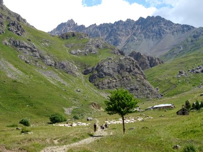 Troupeau dans le vallon de l'Alpe du Lauzet 