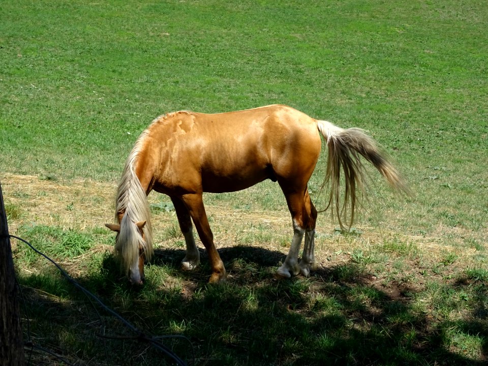 Cheval au pré, Cipières, Alpes-Maritimes 