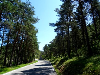 Traversée d'une pinède, avant les clues de Gréolières, Alp… 