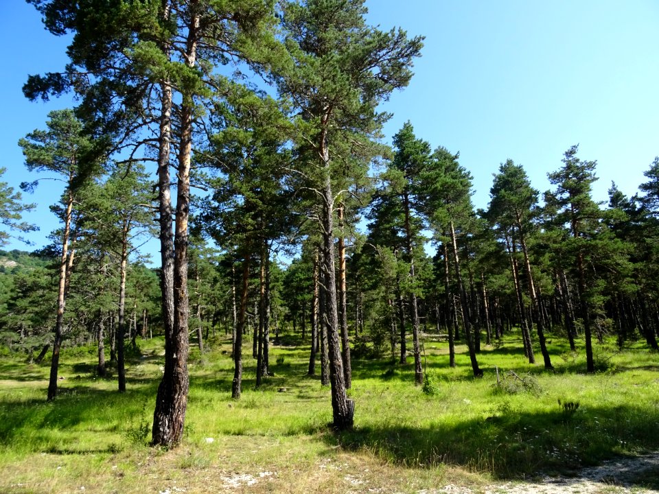 Des pins, près de la réserve animalière des Monts d'Azur, … 