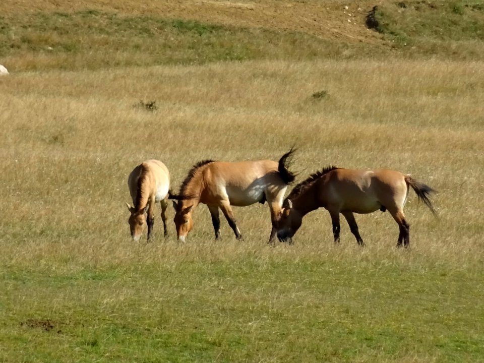 Des chevaux de Przewalski, Réserve animalière des Monts d'… 