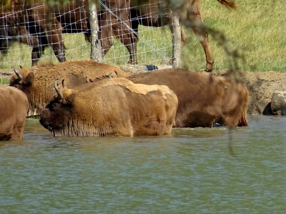 Des bisons d'Europe, Réserve animalière des Monts d'Azur, … 
