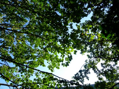 Lumière matinale dans le feuillage des arbres, au Col du P… 