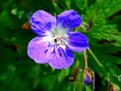 Géranium des bois, Geranium sylvaticum, Geraniacées 