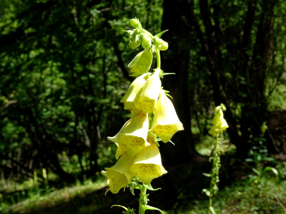 Digitale à grandes fleurs, Digitalis grandiflora, Plantagi… 