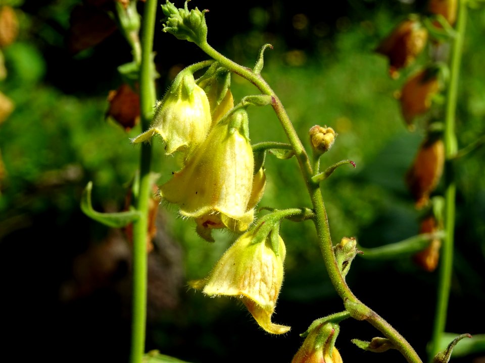 Digitale à grandes fleurs, Digitalis grandiflora, Plantagi… 