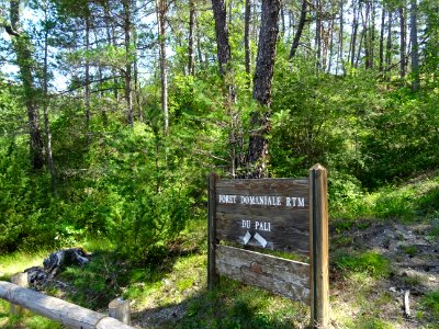 Forêt domaniale du Pali, commune de Cuebris, Alpes-Maritim… 
