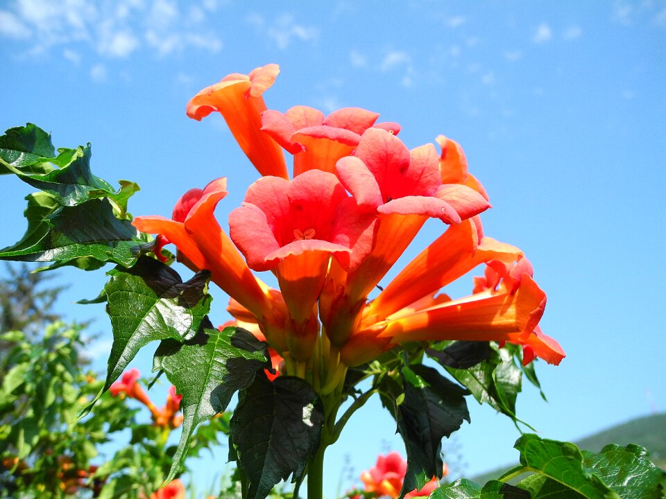Flower camps radic plant