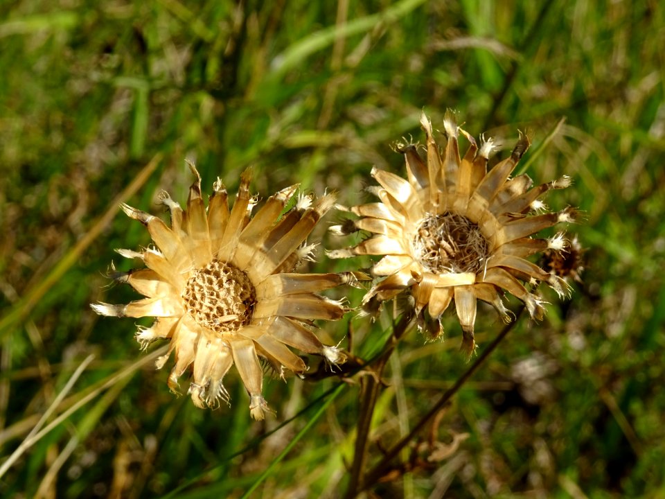 Centaurée des collines, Centaurea collina, Astéracées 