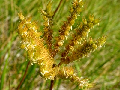 Orpin de Nice ou Orpin élevé, Sedum sediforme, Crassulacée… 