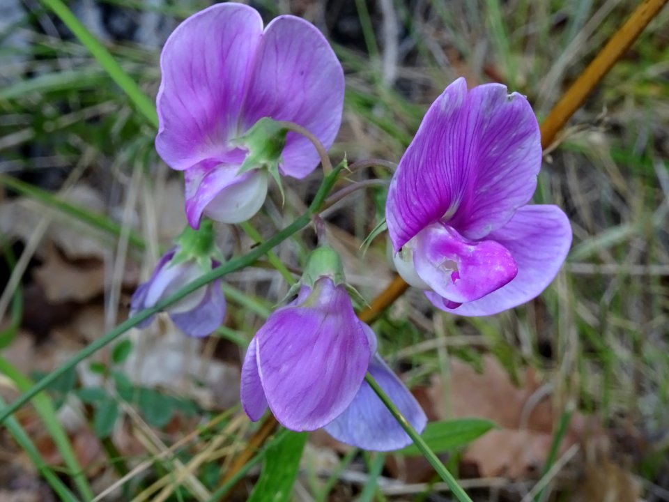 Pois de senteur, Lathyrus latifolius, Fabacées 