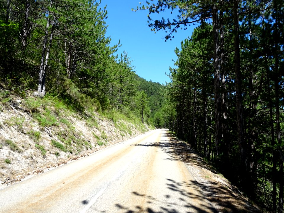 La D537 traverse la forêt domaniale de Pellafol, Isère 
