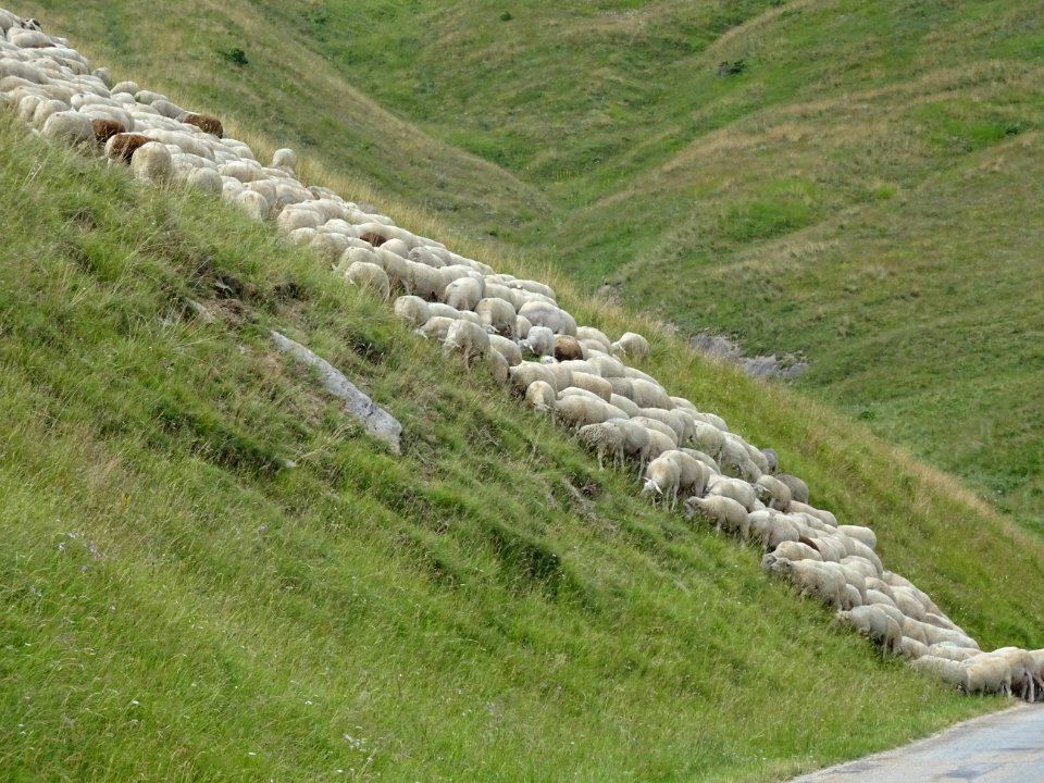Un troupeau de moutons barre la route ... dans la montée v… 
