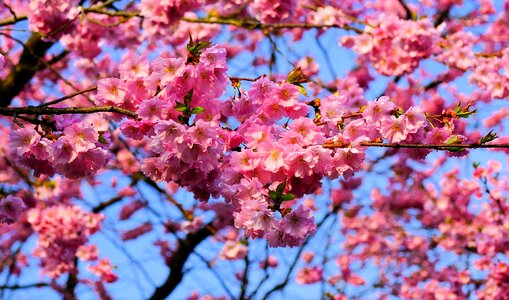 Blossom bloom japanese flowering cherry