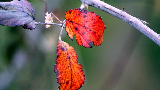 Nature autumn leaves autumn forest